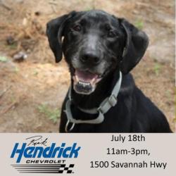 Shelter Stray Female Dog last seen Near West Cotton Patch Lane, Berkeley County, SC, 2455 Remount Rd, North Charleston, SC 29406, USA