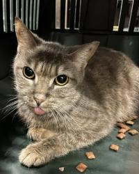 Shelter Stray Female Cat last seen SW Connector Trail, Atlanta, GA, 1251 Fulton Industrial Blvd NW, Atlanta, GA 30336, USA