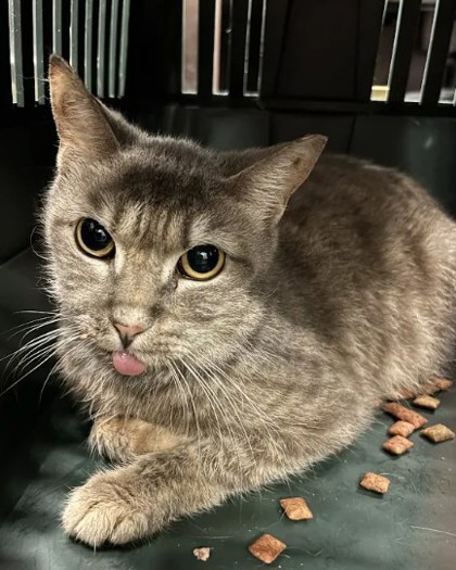 Shelter Stray Female Cat last seen SW Connector Trail, Atlanta, GA, 1251 Fulton Industrial Blvd NW, Atlanta, GA 30336, USA