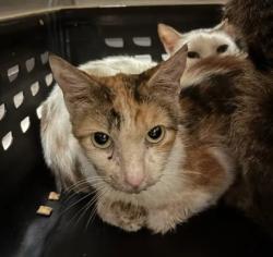 Shelter Stray Female Cat last seen SW Connector Trail, Atlanta, GA, 1251 Fulton Industrial Blvd NW, Atlanta, GA 30336, USA