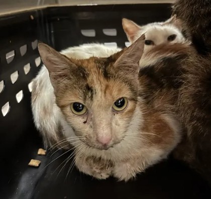 Shelter Stray Female Cat last seen SW Connector Trail, Atlanta, GA, 1251 Fulton Industrial Blvd NW, Atlanta, GA 30336, USA