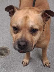 Shelter Stray Male Dog last seen No address provided, Pigeon Forge PD, TN, 1008 Old Knoxville Hwy, Sevierville, TN 37862, USA