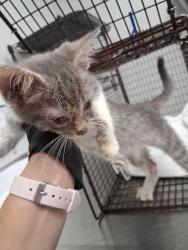 Shelter Stray Female Cat last seen Near Shangrila Way, Sevierville City, TN, 1008 Old Knoxville Hwy, Sevierville, TN 37862, USA