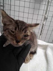 Shelter Stray Male Cat last seen Publix Parking Lot, Sevierville City, TN, 1008 Old Knoxville Hwy, Sevierville, TN 37862, USA