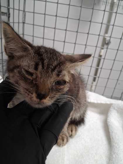 Shelter Stray Male Cat last seen Publix Parking Lot, Sevierville City, TN, 1008 Old Knoxville Hwy, Sevierville, TN 37862, USA