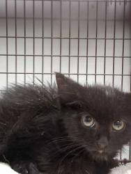 Shelter Stray Female Cat last seen Inside Restaurant in Dollywood, Sevier County, TN, 1008 Old Knoxville Hwy, Sevierville, TN 37862, USA