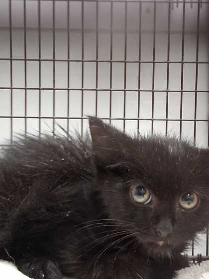 Shelter Stray Female Cat last seen Inside Restaurant in Dollywood, Sevier County, TN, 1008 Old Knoxville Hwy, Sevierville, TN 37862, USA