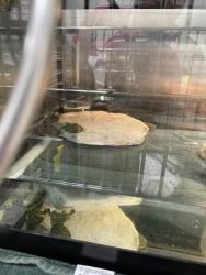 Shelter Stray Unknown Turtle last seen Near Eastern Ave Balt., MD 21224, 21224, MD, 301 Stockholm St, Baltimore, MD 21230, USA