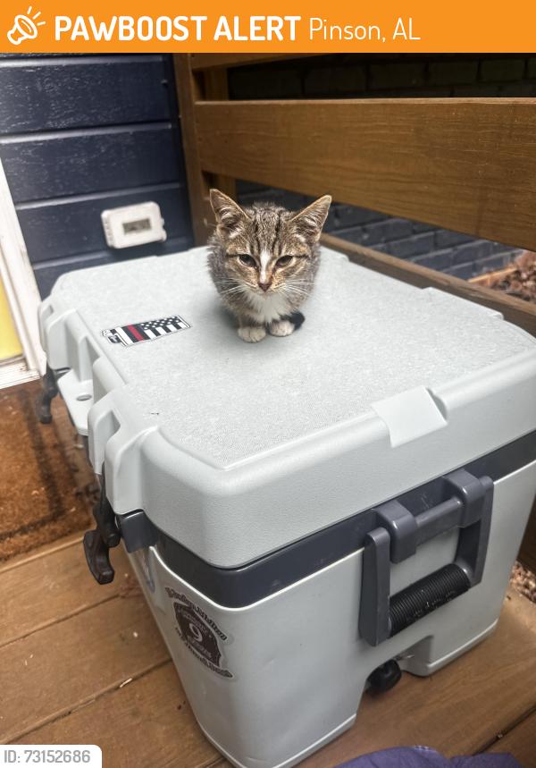 Found/Stray Unknown Cat last seen Sweeney Hollow Rd & Wood Dr, Pinson, AL 35126