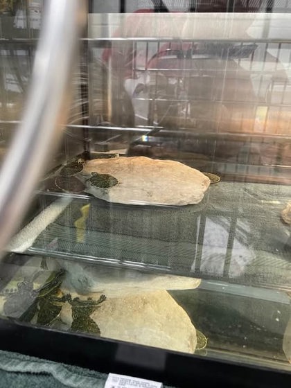 Shelter Stray Unknown Turtle last seen Near Eastern Ave Balt., MD 21224, 21224, MD, 301 Stockholm St, Baltimore, MD 21230, USA