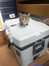 Found/Stray Unknown Cat last seen Sweeney Hollow Rd & Wood Dr, Pinson, AL 35126