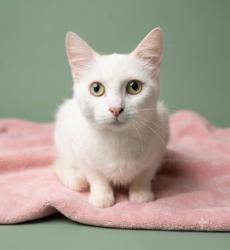 Shelter Stray Female Cat last seen Abandoned @ SHS, COUNTY, SC, 150 Dexter Rd, Spartanburg, SC 29303, USA