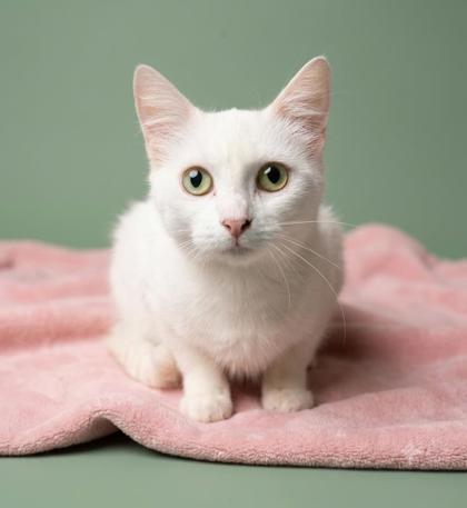 Shelter Stray Female Cat last seen Abandoned @ SHS, COUNTY, SC, 150 Dexter Rd, Spartanburg, SC 29303, USA
