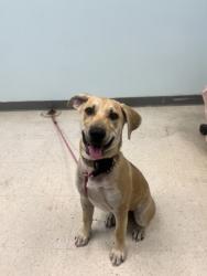 Shelter Stray Male Dog last seen , Harrison County, MS, 2615 25th Ave, Gulfport, MS 39501, USA