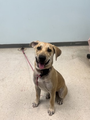 Shelter Stray Male Dog last seen , Harrison County, MS, 2615 25th Ave, Gulfport, MS 39501, USA