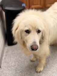 Shelter Stray Unknown Dog last seen Near W Highway 11E, Knox County GP, TN, 3201 Division St, Knoxville, TN 37919, USA