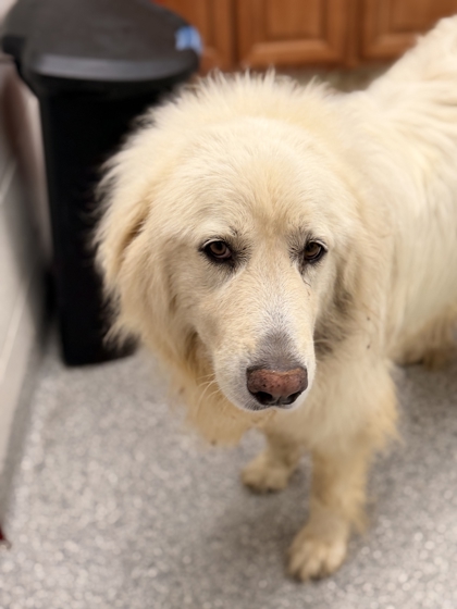 Shelter Stray Unknown Dog last seen Near W Highway 11E, Knox County GP, TN, 3201 Division St, Knoxville, TN 37919, USA