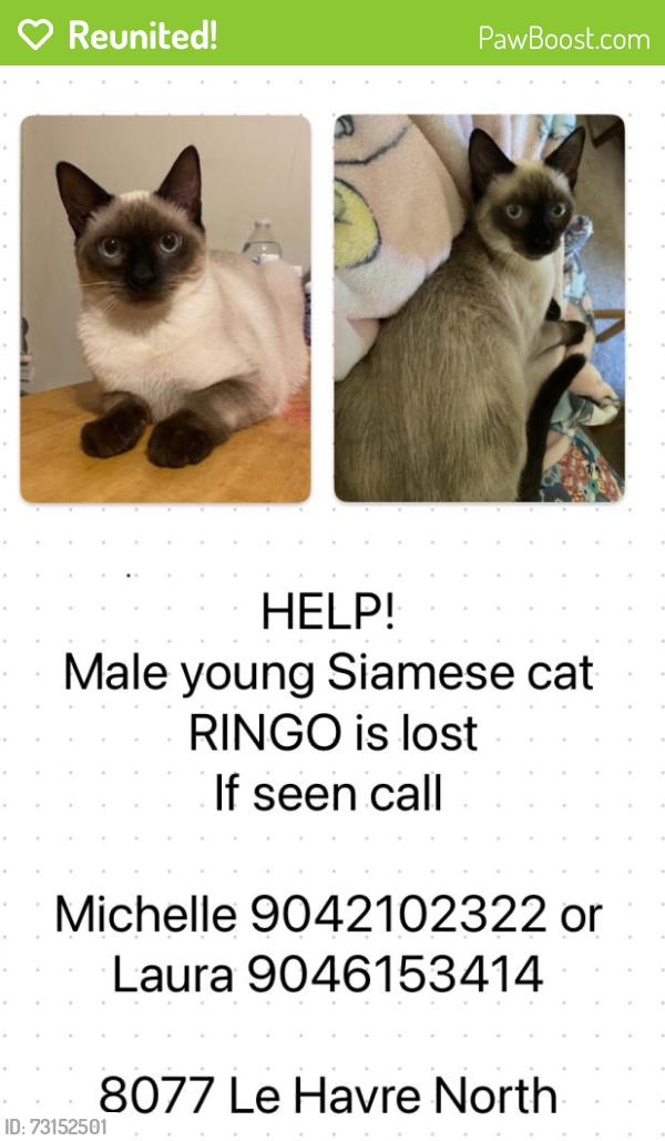 Reunited Male Cat last seen Raymur Villas neighborhood, Arlington area near Hartfield and merril rd, Jacksonville, FL 32277
