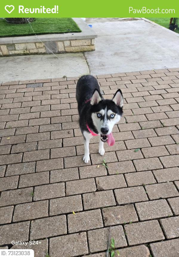 Reunited Female Dog last seen elm grove middle school, Bossier City, LA 71112