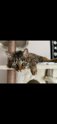 Reunited Male Cat last seen twp shopping center in legacy, Calgary, AB T2X 2C2