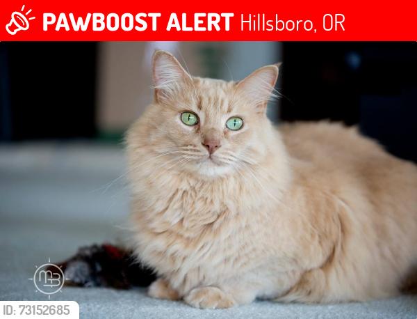 Lost Male Cat last seen NE Orenco Station Parkway and NE Cornell, Hillsboro, OR 97124