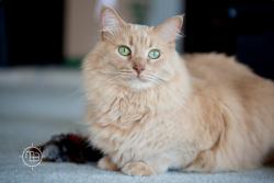Lost Male Cat last seen NE Orenco Station Parkway and NE Cornell, Hillsboro, OR 97124