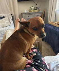 Reunited Male Dog last seen 14th Ave NE and Wilson Blvd, Rural Estates, FL 34120