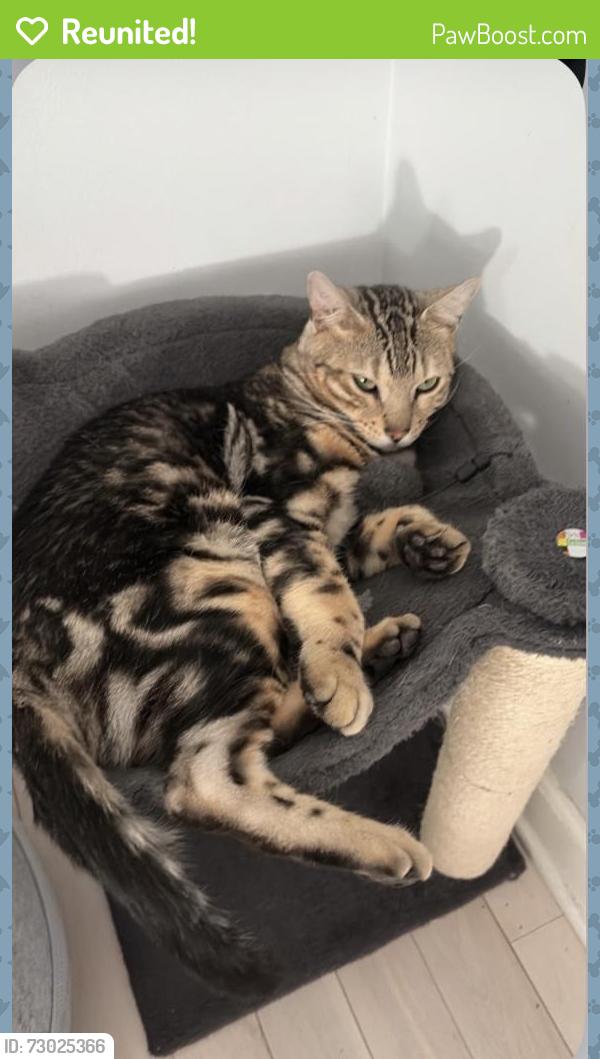 Reunited Male Cat last seen Near Engineer ln, Mint Hill, NC 28227