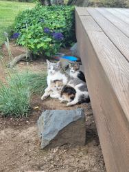 Found/Stray Female Cat last seen 119th Street and NE 96th Ave, Vancouver, WA 98662