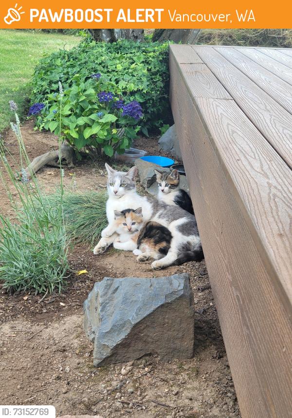 Found/Stray Female Cat last seen 119th Street and NE 96th Ave, Vancouver, WA 98662