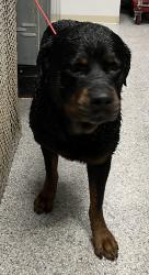 Found/Stray Male Dog last seen port st. lucie, Port St. Lucie, FL 34986