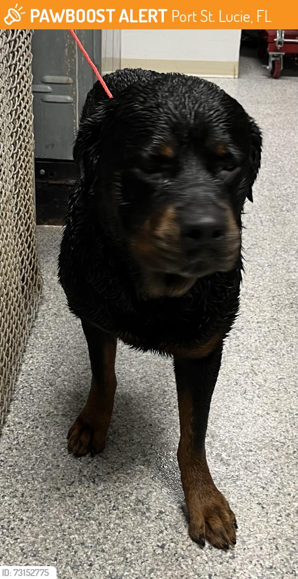 Found/Stray Male Dog last seen port st. lucie, Port St. Lucie, FL 34986