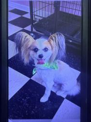 Lost Male Dog last seen Outdoor Adventure Davison MO, Davison, MI 48423