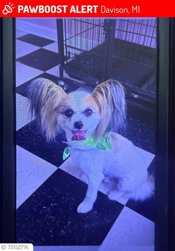 Lost Male Dog last seen Outdoor Adventure Davison MO, Davison, MI 48423