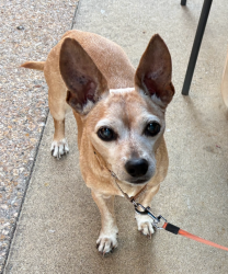 Reunited Male Dog last seen Old Fashion Way and Seacrest, garden grove, Garden Grove, CA 92840