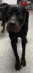 Found/Stray Male Dog last seen port st. lucie, Port St. Lucie, FL 34986