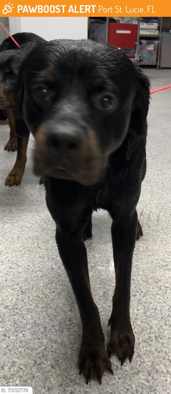 Found/Stray Male Dog last seen port st. lucie, Port St. Lucie, FL 34986
