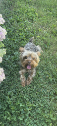 Lost Male Dog last seen Abbie Place, Cincinnati, OH 45237