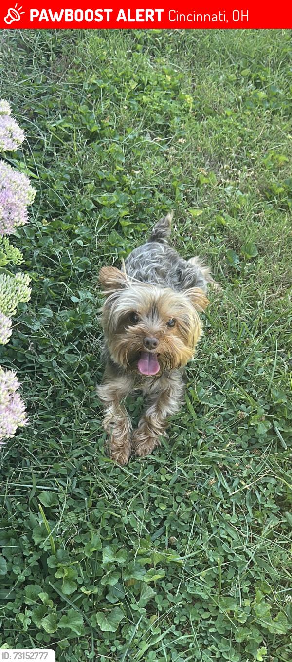 Lost Male Dog last seen Abbie Place, Cincinnati, OH 45237