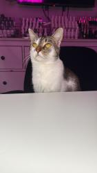 Reunited Female Cat last seen Melville St, Bronx, NY 10460, USA, The Bronx, NY 10460