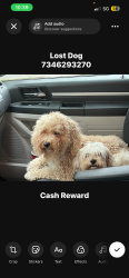 Lost Male Dog last seen Goddard and Telegraph, Taylor, MI 48180