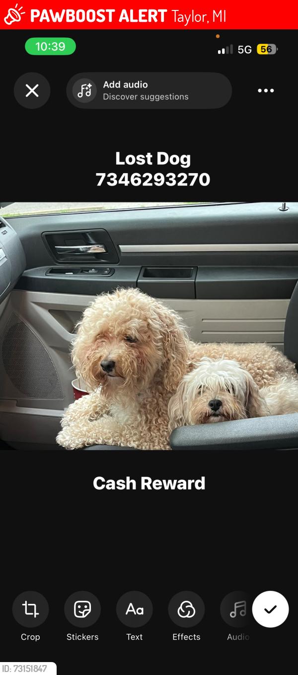 Lost Male Dog last seen Goddard and Telegraph, Taylor, MI 48180