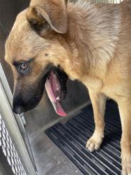 Shelter Stray Male Dog last seen TX, 7201 Levander Loop bldg a, Austin, TX 78702, USA