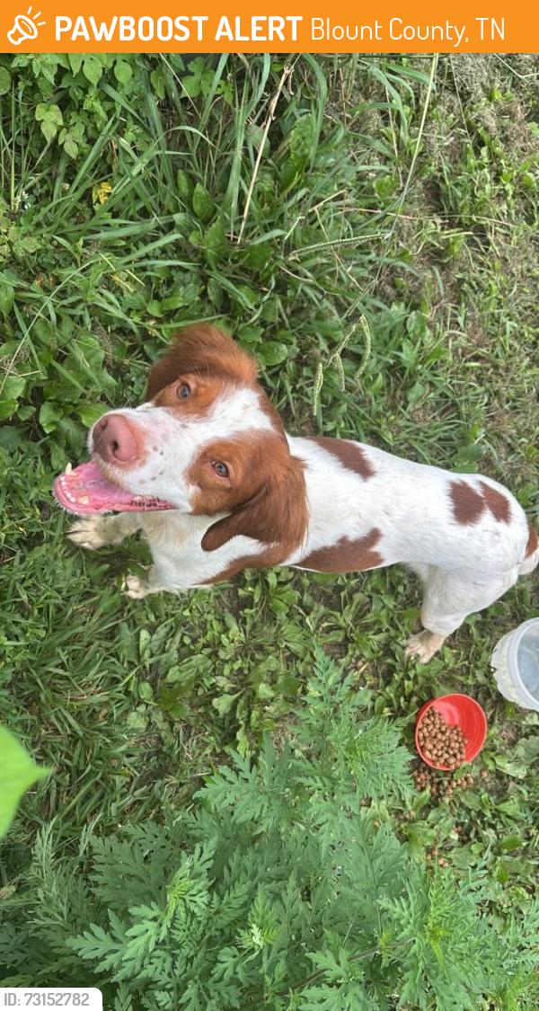 Found/Stray Male Dog last seen Brickmill market, Blount County, TN 37801