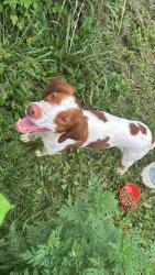 Found/Stray Male Dog last seen Brickmill market, Blount County, TN 37801