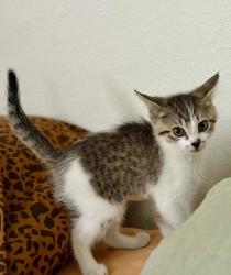 Shelter Stray Female Cat last seen NE 118th ave and NE Fargo st, OR, 1700 W Historic Columbia River Hwy, Troutdale, OR 97060, USA