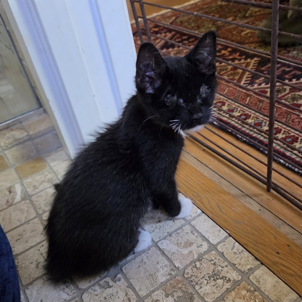 Shelter Stray Female Cat last seen Near Calypso Court, SAN LEANDRO, CA, 94578, 8323 Baldwin St, Oakland, CA 94621, USA