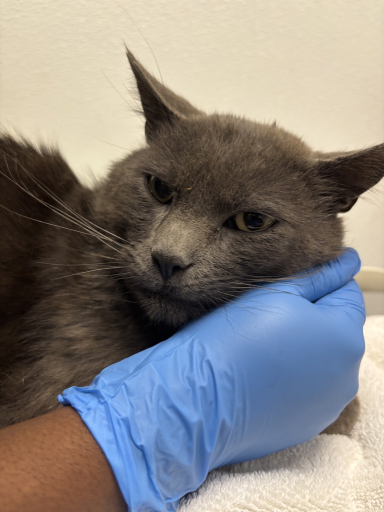Shelter Stray Male Cat last seen W Belfair Valley Road, BREMERTON, WA, 98312, 9167 Dickey Rd NW, Silverdale, WA 98383, USA