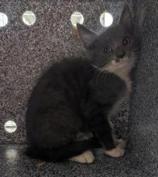 Shelter Stray Unknown Cat last seen Near J Street, San Diego, CA, 92102, El Cajon, CA 92020, USA