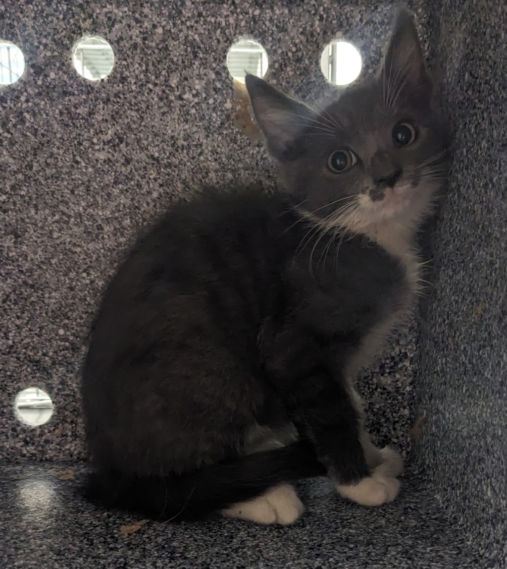 Shelter Stray Unknown Cat last seen Near J Street, San Diego, CA, 92102, El Cajon, CA 92020, USA